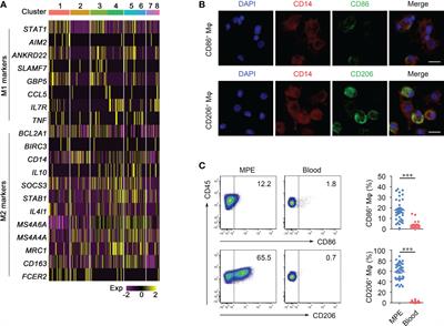 Macrophage-derived exosome promotes regulatory T cell differentiation in malignant pleural effusion